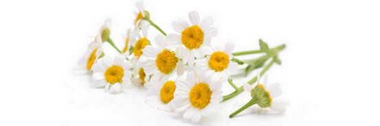 L'huile essentielle de Camomille Romaine